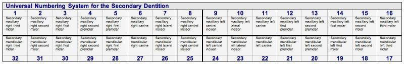 Universal Shorthand Permanent Teeth Table.png